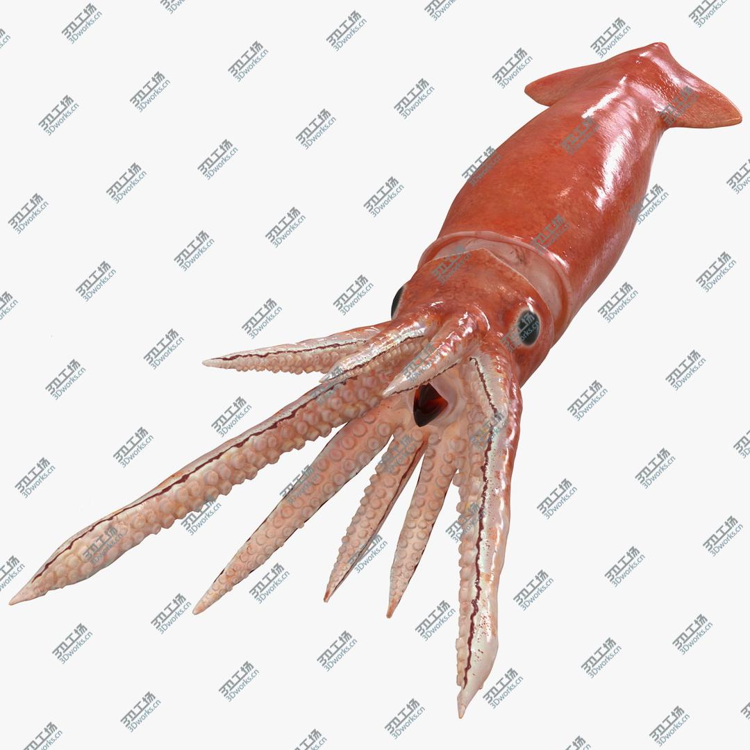 images/goods_img/202104093/3D Arrow Squid Doryteuthis Plei Rigged model/1.jpg